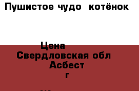 Пушистое чудо (котёнок) › Цена ­ 100 - Свердловская обл., Асбест г. Животные и растения » Кошки   . Свердловская обл.,Асбест г.